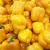 Yellow bell peppers