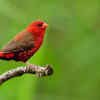 The Red Munia