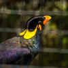 Hill Mynah