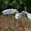 Barn Owl
