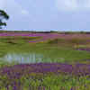 What’s special about Kaas Plateau?