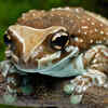 Amazon Milk Frog