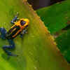 Mimic Poison Frog