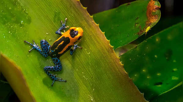 Mimic Poison Frog