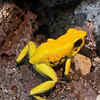 Golden Poison Frog