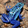 Blue Poison Dart Frog