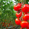 Tomatoes