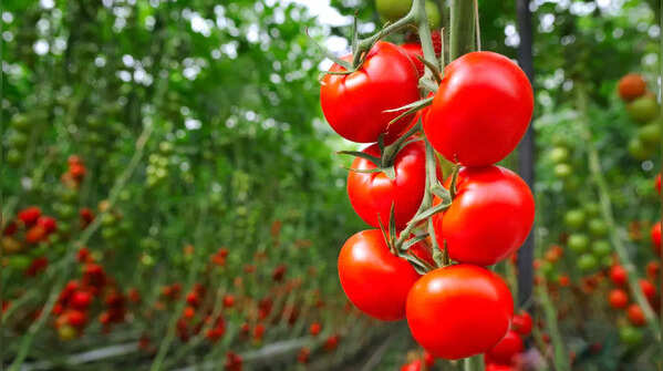 Tomatoes