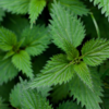 Nettle leaf