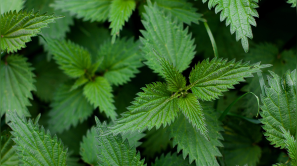 Nettle leaf