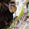 Article image for: Tiger <i class="tbold">pistol</i> shrimp