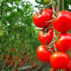 Why tomatoes?