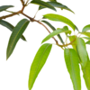 Purify air and environment