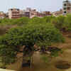 Nidhivan, India
