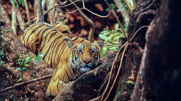 Bandhavgarh National Park, Madhya Pradesh