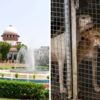 Supreme Court Stray Dogs Hearing Live Updates: Rahul Gandhi welcomes SC order on stray dogs, calls it 'progressive step'