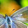 Article image for: Sinai baton blue