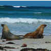 Spotting Sea Lions or 'Puppies of the sea'