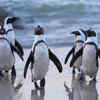 Penguin parade at Phillip Island