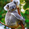 Koalas in Eucalyptus Forests