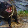 Tasmanian Devils in the wild