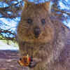 Get selfies with quokka (world’s happiest animal) on Rottnest Island