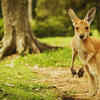 Article image for: From kangaroos hopping to crocodile cruises; unique wildlife experiences only Australia can offer