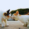 Cat Island (Tashirojima), Japan