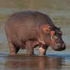Hippopotamus