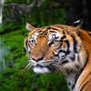 Tigers heaven!