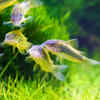Pgymy Corydoras Catfish (Corys)