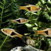 Harlequin Rasboras