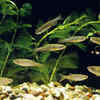 Zebra Danios
