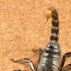 Article image for: Scorpion