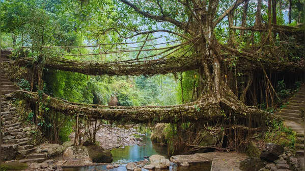 Living Root Bridges of Meghalaya