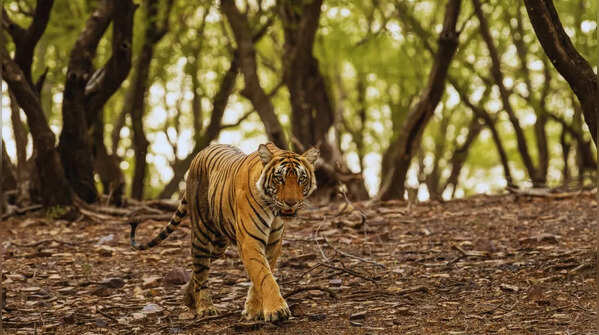 Ranthambore Tiger Reserve, Rajasthan