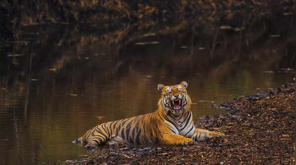Tadoba-Andhari Tiger Reserve, Maharashtra