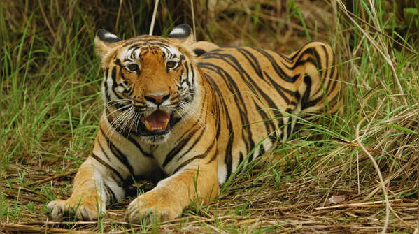 Pilibhit Tiger Reserve, Uttar Pradesh