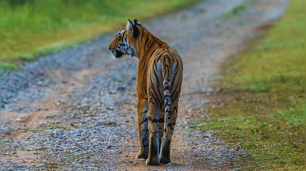 Jim Corbett National Park, Uttarakhand