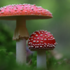 The oddly named antioxidants