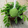 Moringa leaves