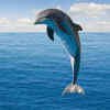 Not all dolphins are the same size
