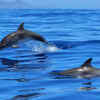 They can live for decades