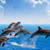 Dolphins are meat-eaters, and they hunt like a team