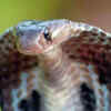 Indian Cobra