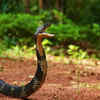 Forest Cobra
