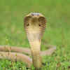 Caspian Cobra