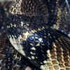  Banded Water Cobra