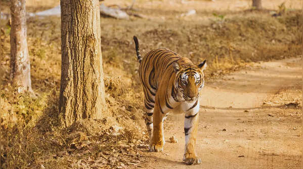 Proximity to Nagarahole National Park