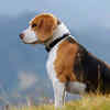 Article image for: National Dog Day: The most popular breeds that are America’s favorite family pet